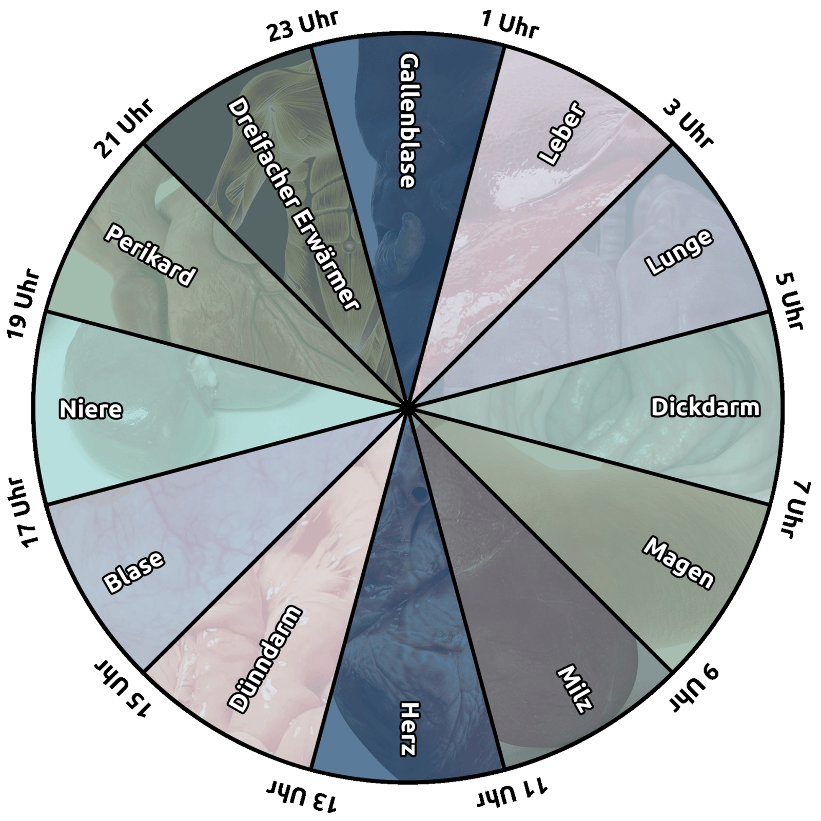 Die chinesische Organuhr ist ein Diagramm, das die Zusammenhänge zwischen den Organen und der Tageszeit veranschaulicht.